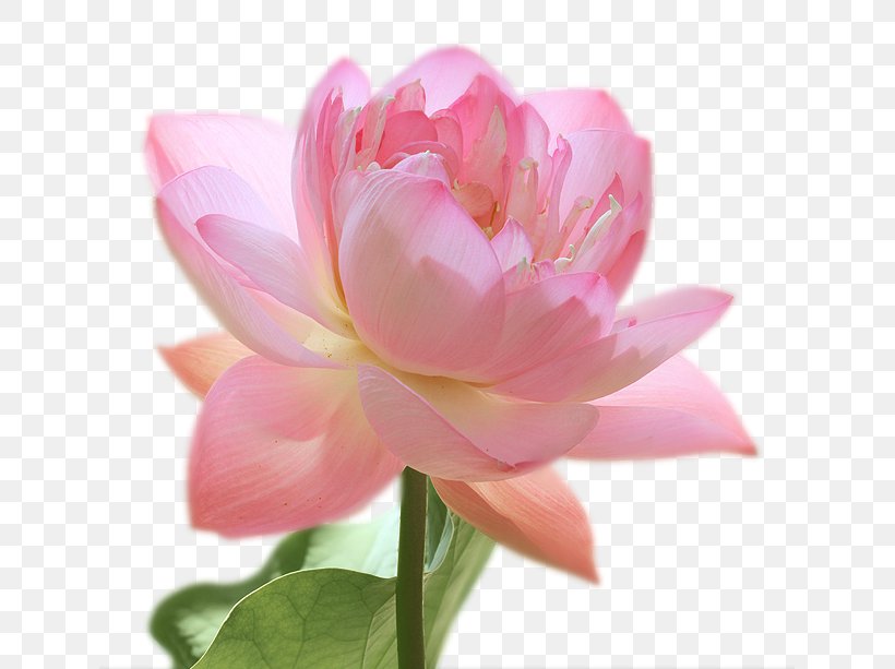 Artificial Flower Pink M Peony Petal Lotus-m, PNG, 637x613px, Artificial Flower, Aquatic Plant, Flower, Flowering Plant, Lotus Download Free