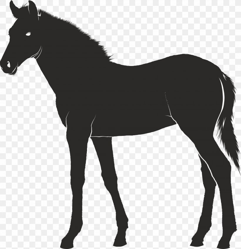 Foal Konik Pony, PNG, 4000x4122px, Foal, Bit, Black And White, Bridle, Colt Download Free