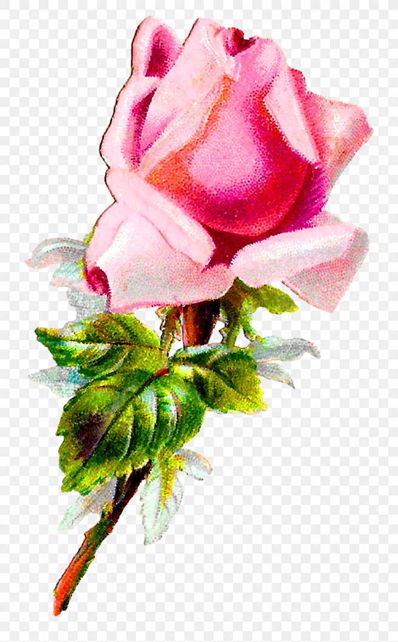 Garden Roses Cabbage Rose Floral Design Cut Flowers Pink, PNG, 992x1600px, Garden Roses, Artificial Flower, Cabbage Rose, Cut Flowers, Floral Design Download Free