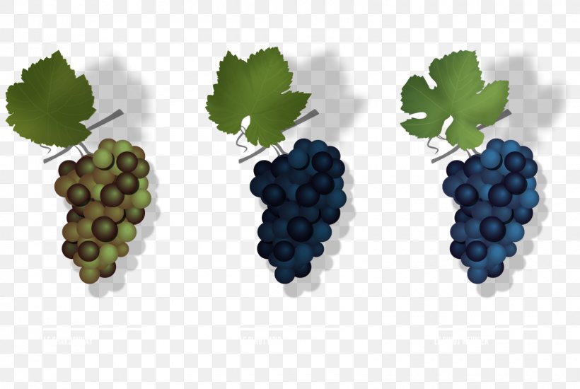 Grape Pinot Meunier Pinot Noir Chardonnay Champagne, PNG, 1600x1075px, Grape, Berry, Bilberry, Blackberry, Champagne Download Free