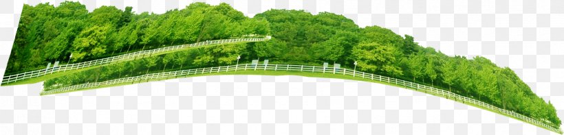 Grasses Green Tree Brand, PNG, 1607x387px, Grasses, Brand, Family, Grass, Grass Family Download Free