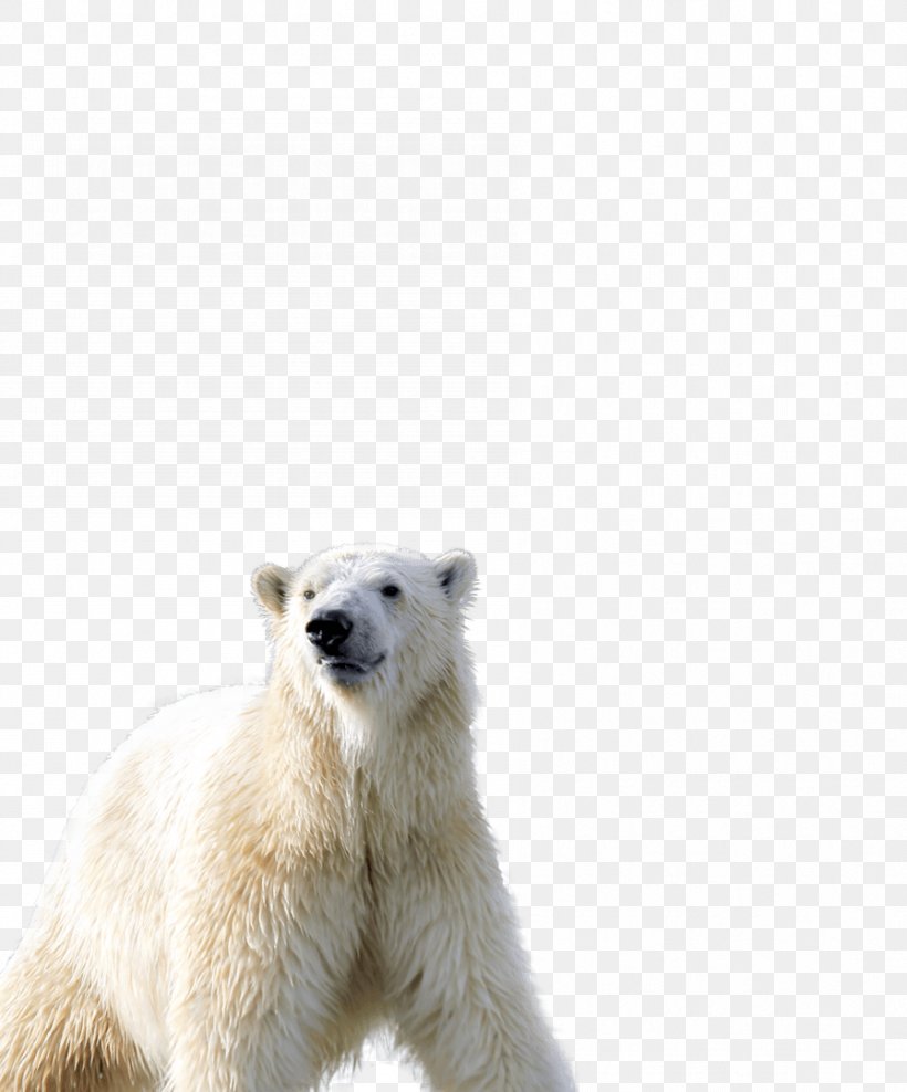 Polar Bear Mammal Carnivora Animal, PNG, 896x1080px, Bear, Animal, Carnivora, Carnivoran, Mammal Download Free