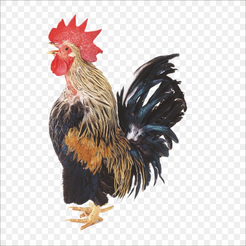 Chicken Broiler Rooster Duck Poultry, PNG, 1773x1773px, Chicken, Beak, Bird, Chicken Coop, Chicken Meat Download Free