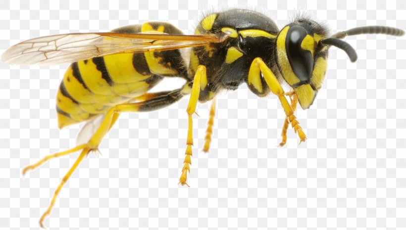 Hornet Characteristics Of Common Wasps And Bees Insect, PNG, 1920x1090px, Hornet, Arthropod, Bed Bug, Bee, Bee Sting Download Free