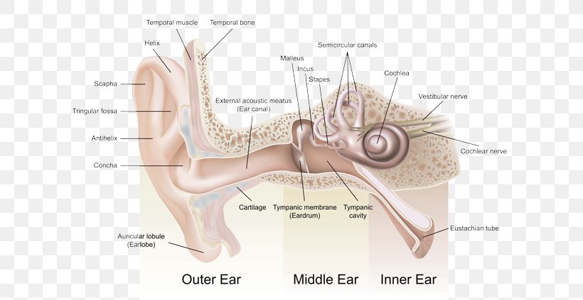 Listen 2 Life Hearing Center, PNG, 650x423px, Watercolor, Cartoon, Flower, Frame, Heart Download Free