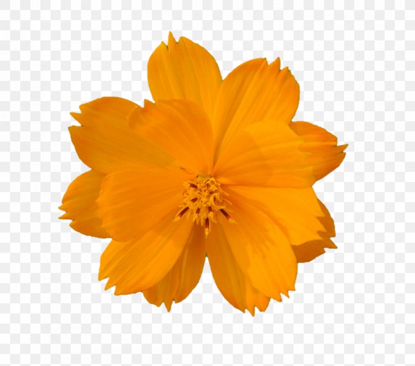 Sulfur Cosmos Yellow, PNG, 1212x1071px, Sulfur Cosmos, Calendula, Flower, Orange, Petal Download Free