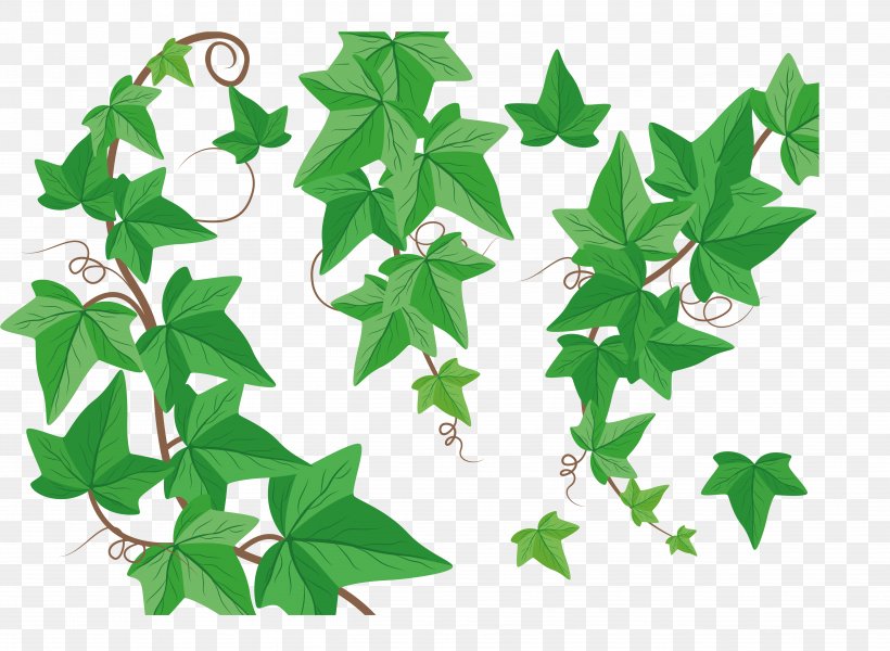 Vine Drawing, PNG, 5188x3802px, Vine, Art, Branch, Common Ivy, Drawing Download Free