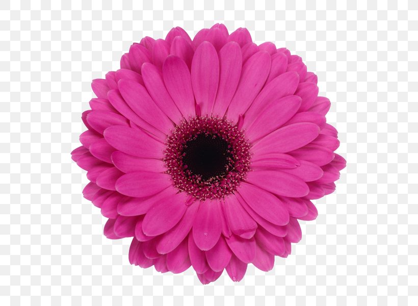 Barberton Daisy Common Daisy Stock Photography Royalty-free, PNG, 600x600px, Barberton Daisy, Chrysanths, Common Daisy, Cut Flowers, Dahlia Download Free