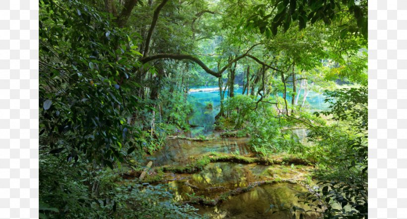 Tropical Rainforest Tropical Forest Jungle Tree, PNG, 1228x662px, Rainforest, Bayou, Biome, Ecosystem, Flora Download Free