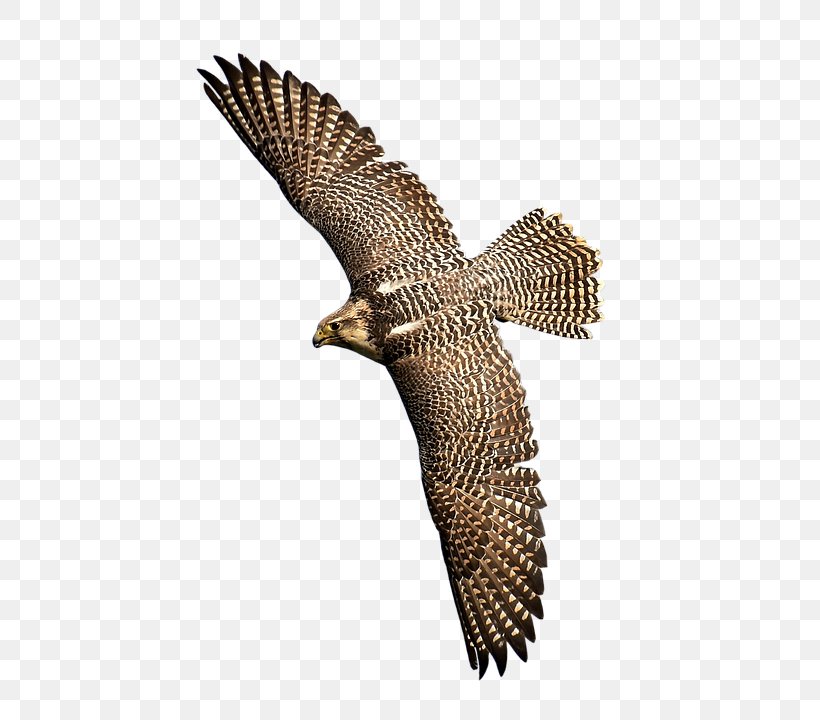 Bird Of Prey Falcon Hawk Eagle, PNG, 496x720px, Bird, Accipitridae, Accipitriformes, Beak, Bird Of Prey Download Free