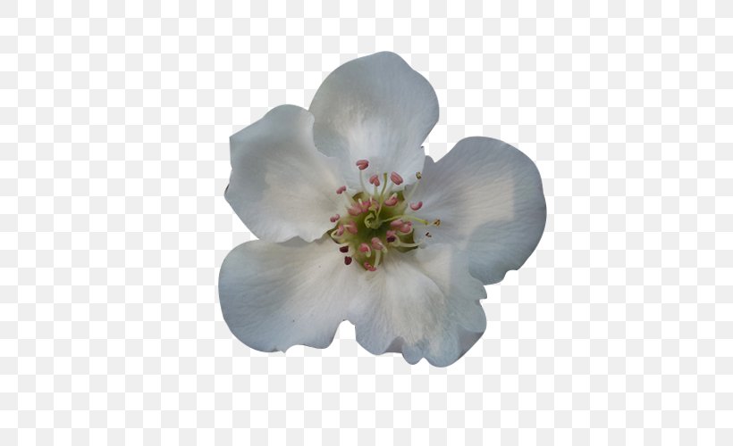 Blossom Petal Flower Google Images, PNG, 500x500px, Blossom, Cherry Blossom, Designer, Flower, Google Images Download Free