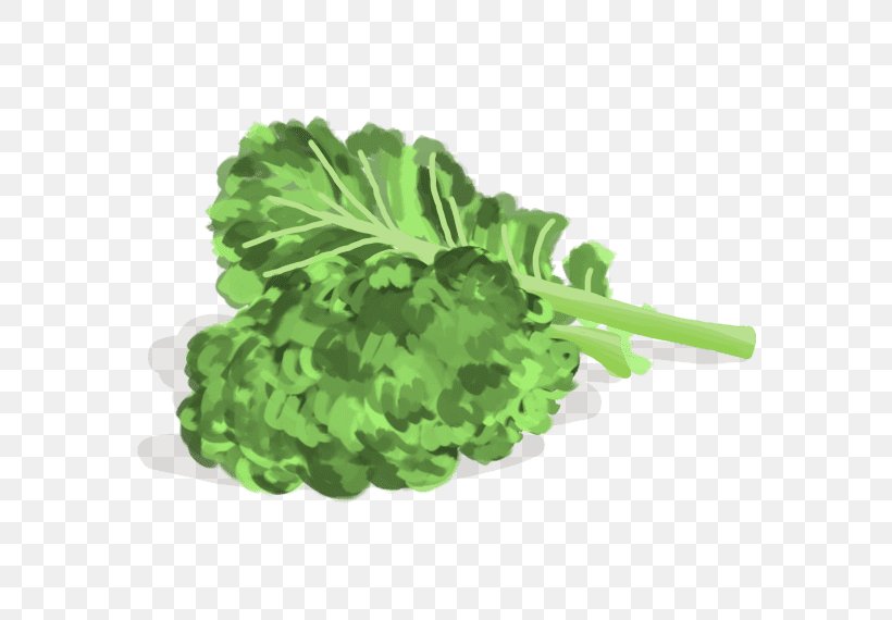 Chou Kale Spring Greens Vegetable Collard Greens Curly Kale, PNG, 570x570px, Spring Greens, Biocoop, Chou, Collard Greens, Cuisine Download Free