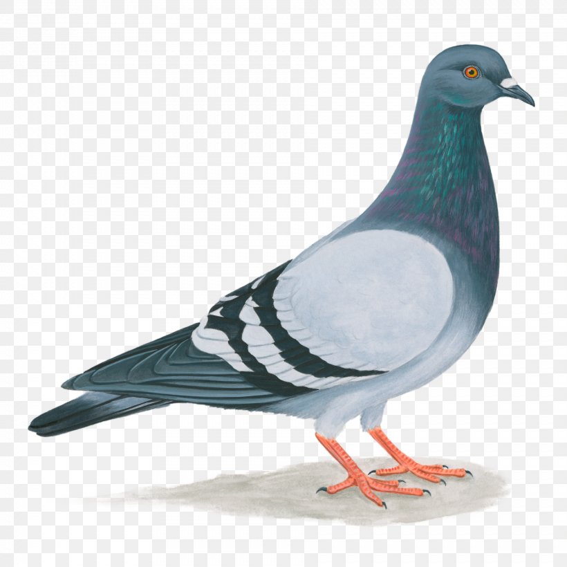 Domestic Pigeon United States Columbidae Bird Feral Pigeon, PNG, 1886x1886px, Domestic Pigeon, Barn Swallow, Beak, Bird, Blackcrowned Night Heron Download Free