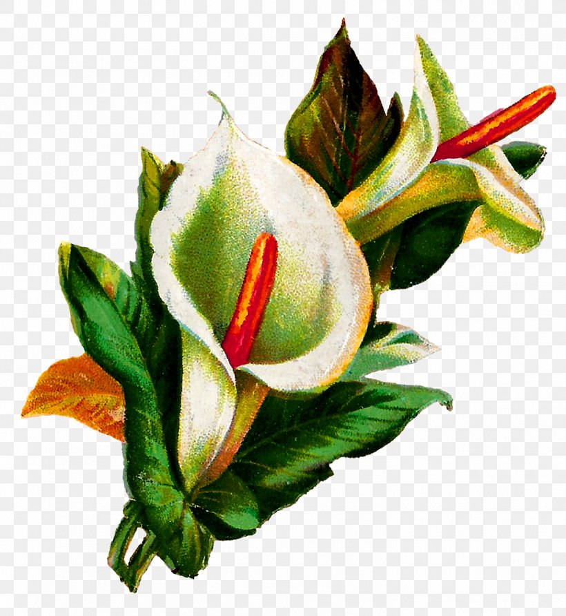 Flower Arum-lily Lilium Botanical Illustration, PNG, 1470x1600px, Flower, Arumlily, Botanical Illustration, Bud, Calla Lily Download Free