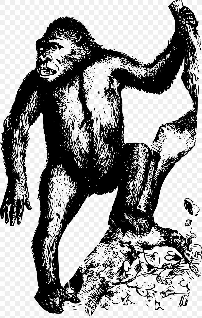 Gorilla Homo Sapiens Orangutan Ape Clip Art, PNG, 1527x2400px, Gorilla, Animal, Ape, Art, Black And White Download Free