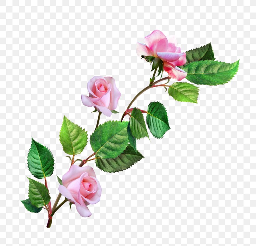 Garden Roses Cabbage Rose Floribunda Flower Pink, PNG, 800x786px, Garden Roses, Artificial Flower, Blossom, Branch, Bud Download Free