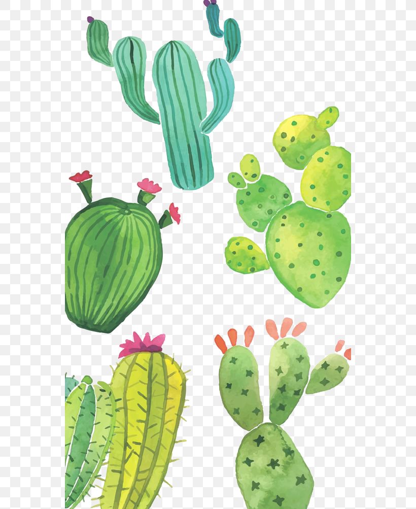 Huawei P10 Sony Xperia Z5 Cactaceae Succulent Plant Wallpaper Png 564x1003px Huawei P10 Barbary Fig Cactaceae