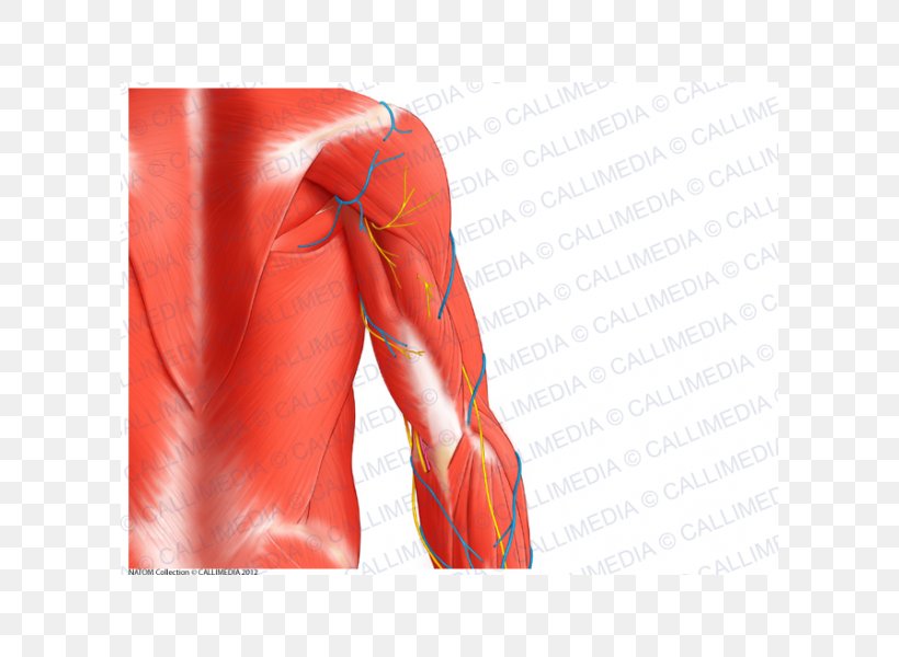 Triceps Brachii Muscle Arm Teres Major Muscle Shoulder, PNG, 600x600px, Watercolor, Cartoon, Flower, Frame, Heart Download Free