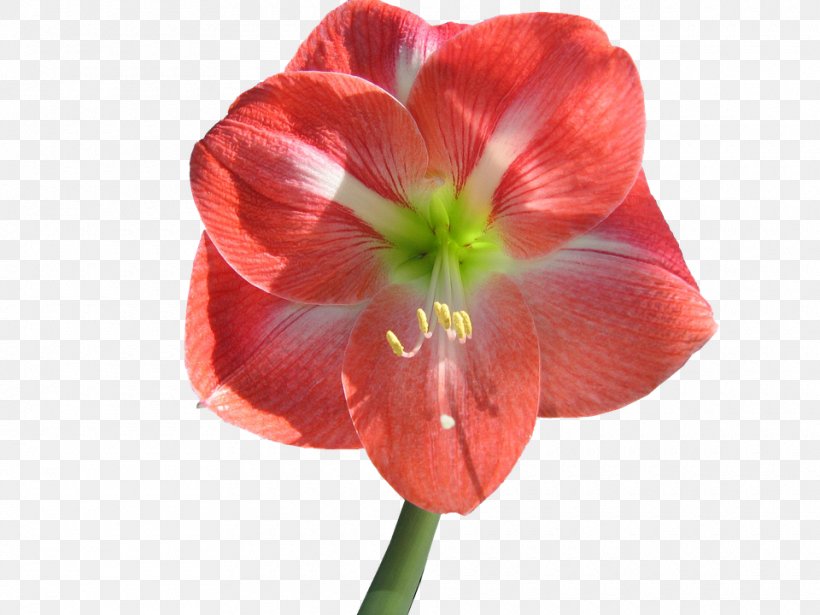 Amaryllis Flower Lilium Clip Art, PNG, 960x720px, Amaryllis, Amaryllis Belladonna, Amaryllis Family, Bulb, Cut Flowers Download Free
