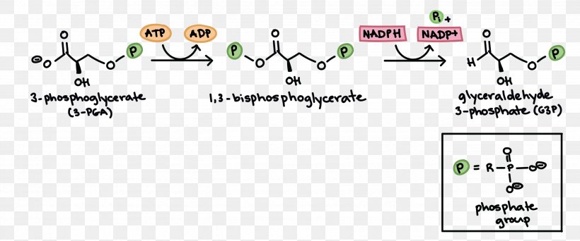 Calvin Cycle Citric Acid Cycle Light-independent Reactions Photosynthesis Cellular Respiration, PNG, 2654x1107px, Calvin Cycle, Adenosine Diphosphate, Adenosine Triphosphate, Area, Biology Download Free