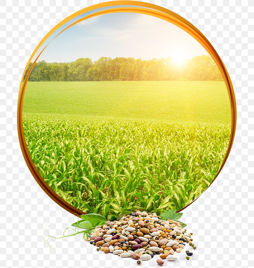 Poster Agriculture Image Crop Rural Area, PNG, 709x865px, Poster, Agriculture, Crop, Field, Grain Download Free