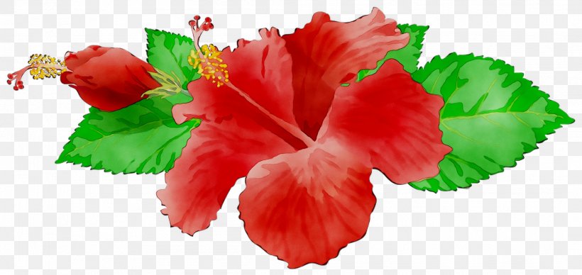 Rosemallows Leaf, PNG, 2111x999px, Rosemallows, Flower, Hawaiian Hibiscus, Hibiscus, Leaf Download Free