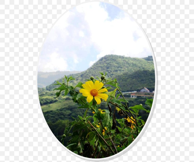 Wildflower Sky Plc, PNG, 518x686px, Wildflower, Flora, Flower, Plant, Sky Download Free