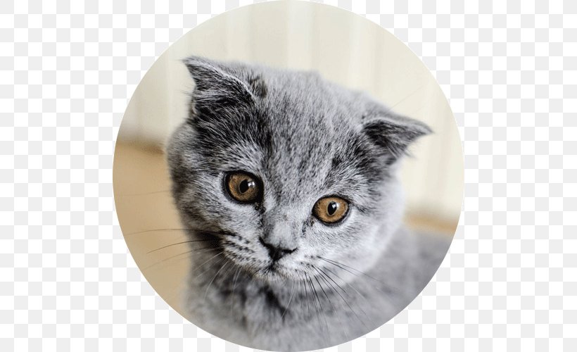 American Shorthair British Shorthair Chartreux European Shorthair American Wirehair, PNG, 500x500px, American Shorthair, American Wirehair, Asia, Asian, British Shorthair Download Free