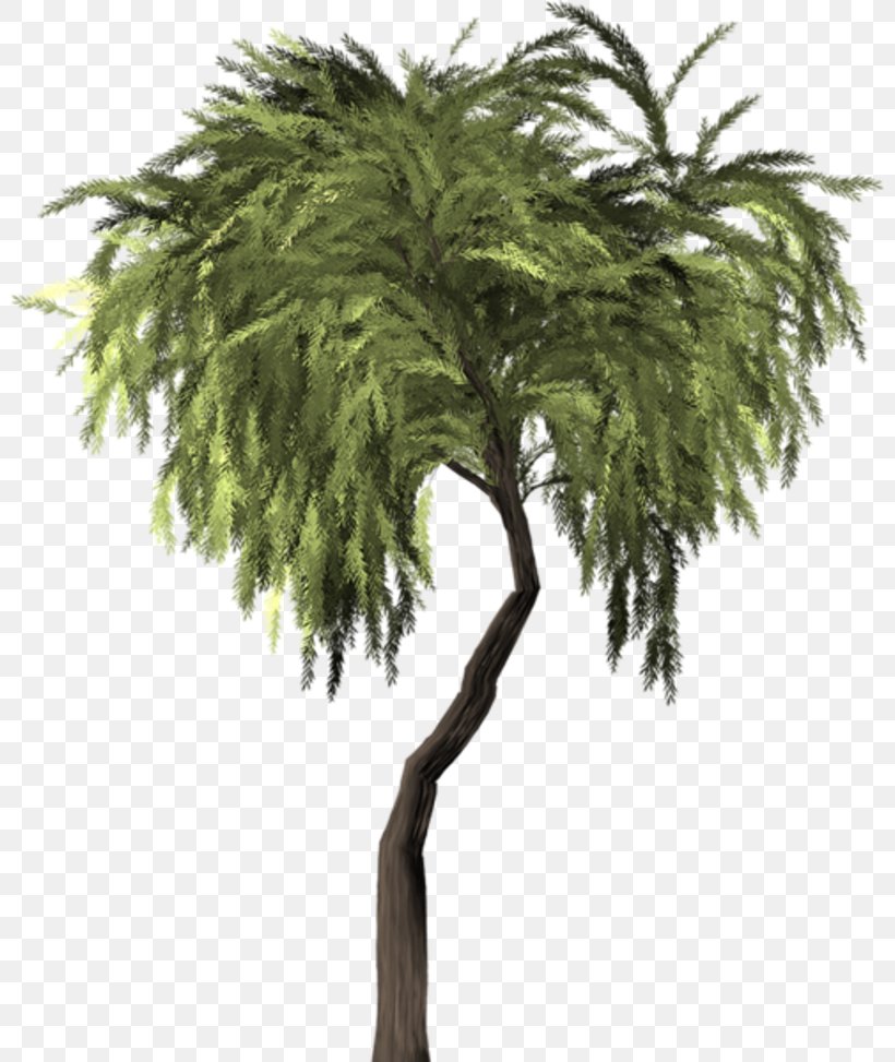 Weeping Willow Tree Asian Palmyra Palm Vascular Plant, PNG, 800x973px, Weeping Willow, Arecales, Asian Palmyra Palm, Borassus Flabellifer, Branch Download Free