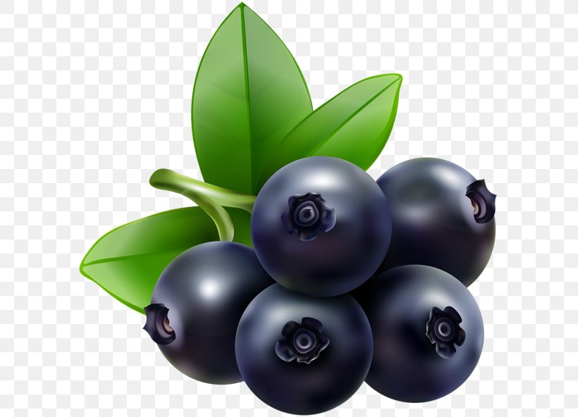 Blueberry Bilberry Food Clip Art, PNG, 600x592px, Blueberry, Berry, Bilberry, Drawing, Food Download Free