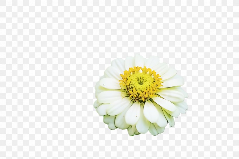 Flower Petal Zinnia Plant Flowering Plant, PNG, 2448x1632px, Watercolor, Common Zinnia, Cut Flowers, Flower, Flowering Plant Download Free