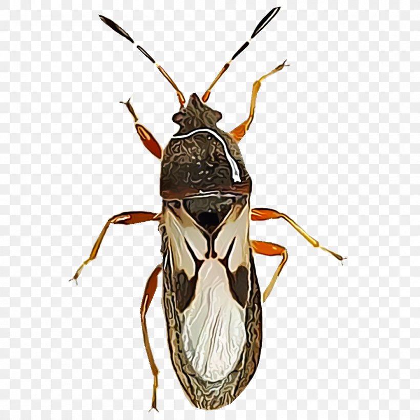 Fly Ant True Bugs Bedbug Pest, PNG, 1000x1000px, Fly, Ant, Arthropod, Bedbug, Beetle Download Free