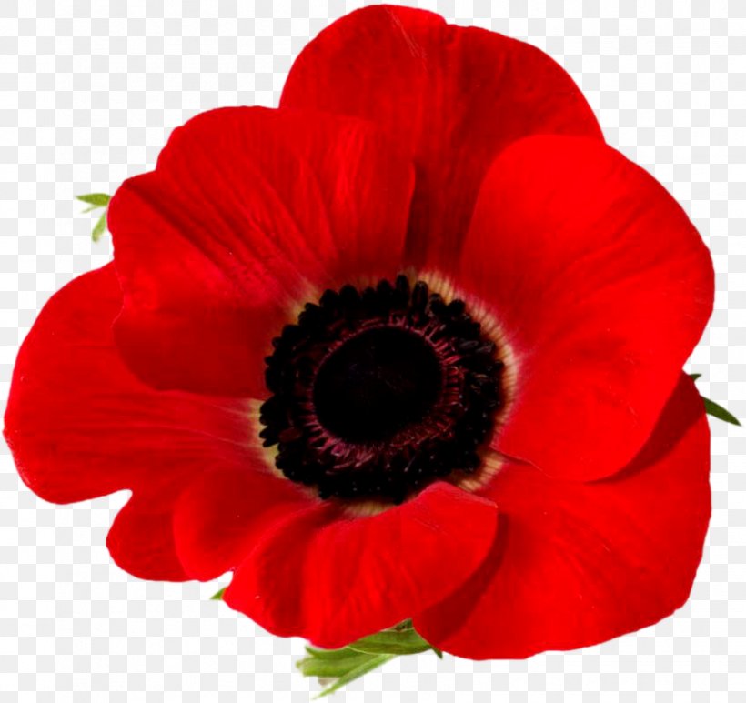 Remembrance Poppy Armistice Day Lest We Forget Common Poppy, PNG, 848x800px, Poppy, Anemone, Annual Plant, Anzac Day, Armistice Day Download Free
