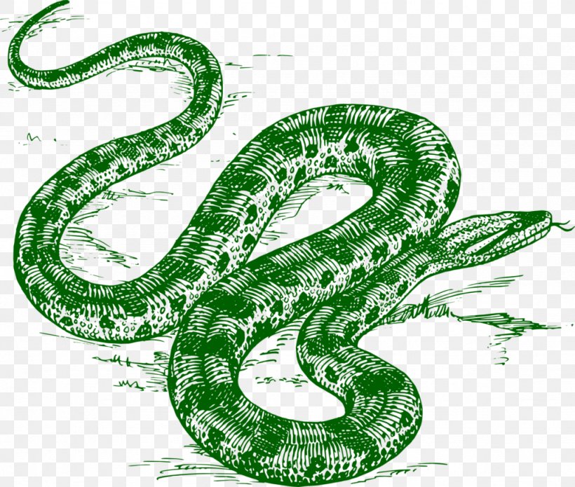 Snakes Green Anaconda Reptile Vipers Drawing, PNG, 1024x868px, Snakes, Anaconda, Boa, Boa Constrictor, Cobra Download Free