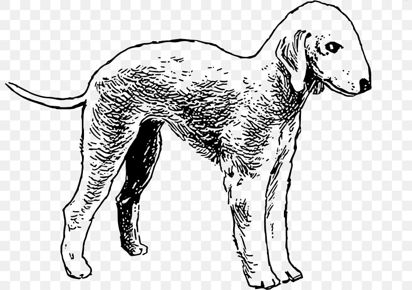 Bedlington Terrier Bull Terrier Boston Terrier Airedale Terrier, PNG, 800x578px, Bedlington Terrier, Airedale Terrier, Artwork, Bedlington, Black And White Download Free