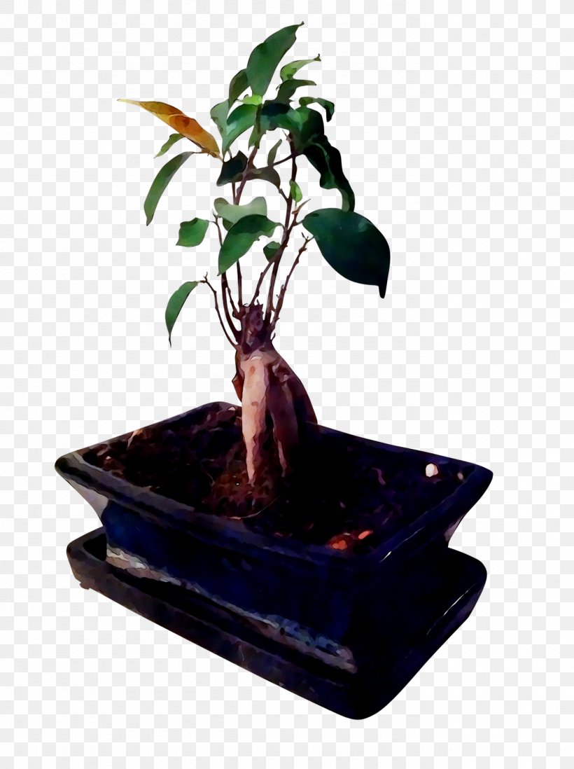 Chinese Sweet Plum Ficus Microcarpa Flowerpot Bonsai Ficus Retusa, PNG, 1385x1855px, Chinese Sweet Plum, Bonsai, Crock, Ficus Microcarpa, Ficus Retusa Download Free