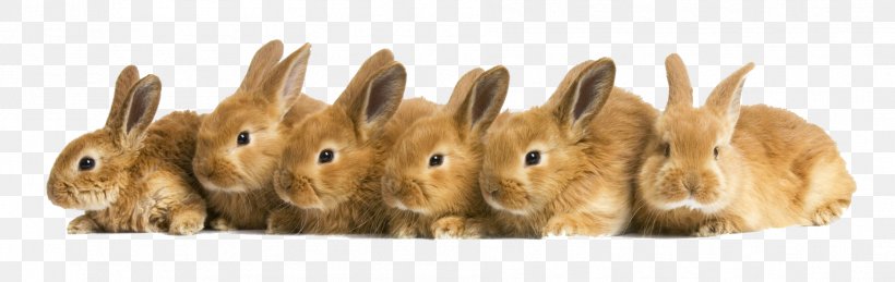 Easter Bunny Domestic Rabbit My Pet Rabbits Puppy, PNG, 1888x598px, Easter Bunny, Animal, Animal Figure, Computer, Cuteness Download Free