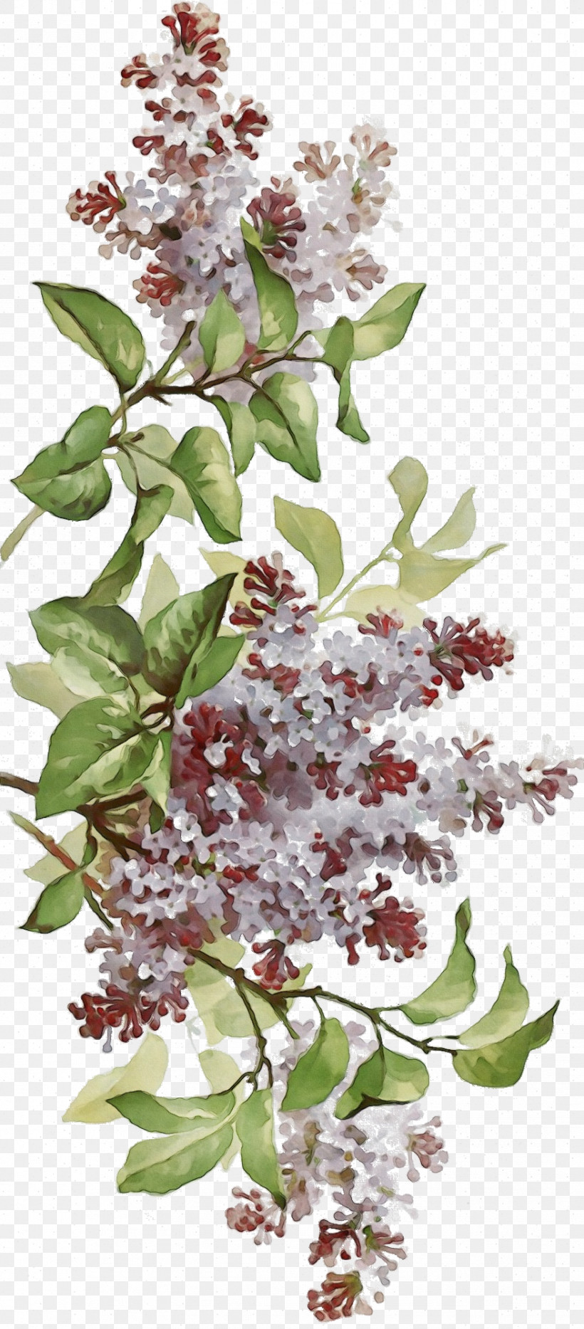 Flower Lilac Plant Tree Lilac, PNG, 878x2000px, Watercolor, Branch, Flower, Lilac, Paint Download Free