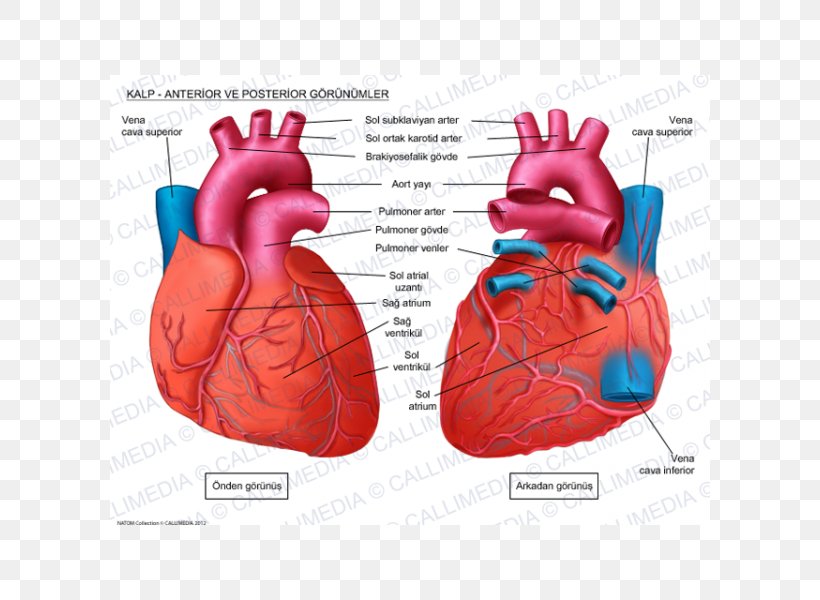 Human Heart Anatomy Circulatory System Coronal Plane, PNG, 600x600px, Watercolor, Cartoon, Flower, Frame, Heart Download Free