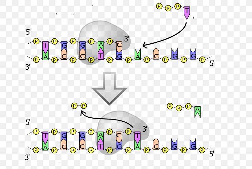 Proofreading DNA Polymerase DNA Replication, PNG, 700x550px, Proofreading, Area, Base Pair, Body Jewelry, Complementarity Download Free