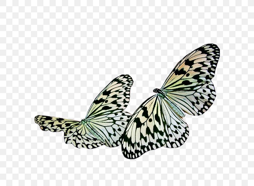 Butterfly Insect Painting, PNG, 600x600px, Butterfly, Animal, Art, Brush Footed Butterfly, Butterflies And Moths Download Free