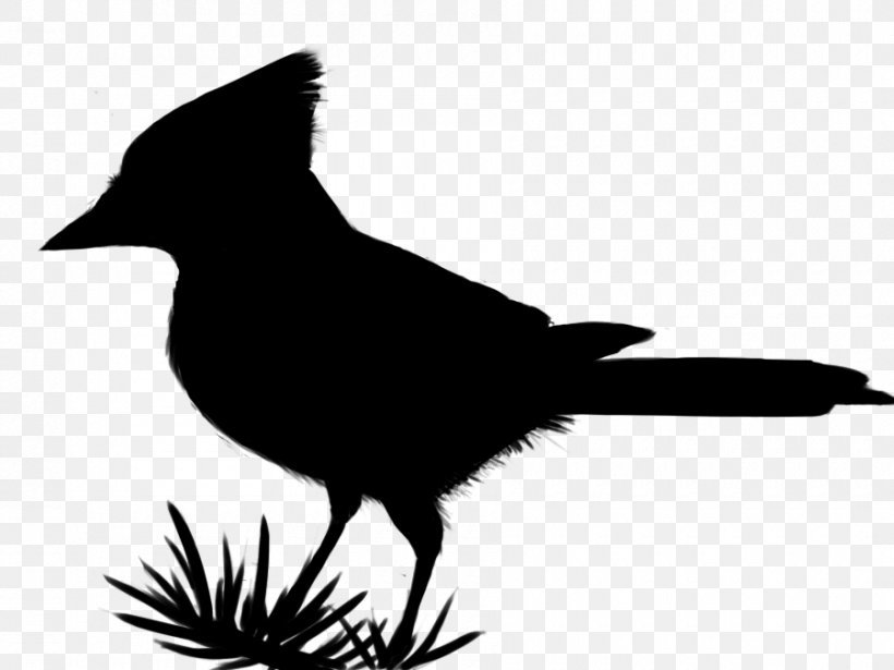 Clip Art Fauna Silhouette Beak Feather, PNG, 900x675px, Fauna, Beak, Bird, Black M, Blackandwhite Download Free