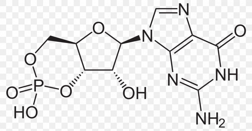 Cyclic Guanosine Monophosphate Adenosine Monophosphate Cyclic Nucleotide, PNG, 1200x625px, Cyclic Guanosine Monophosphate, Adenosine, Adenosine Monophosphate, Area, Biochemistry Download Free