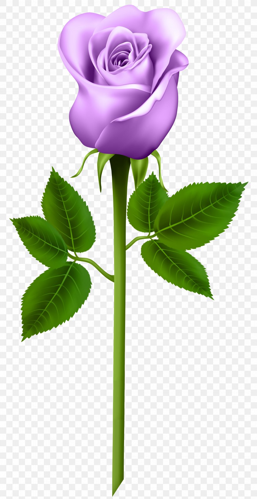 Purple Rose Clip Art, PNG, 4129x8000px, Rose, Blue Rose, Bud, Color, Cut Flowers Download Free