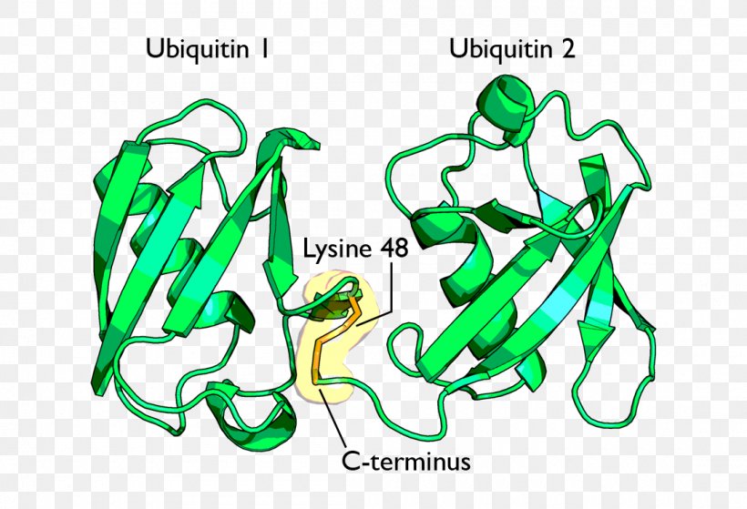 Ubiquitin-activating Enzyme Lysine Proteasome Protein, PNG, 1100x750px, Ubiquitin, Acetylation, Amino Acid, Angelman Syndrome, Area Download Free