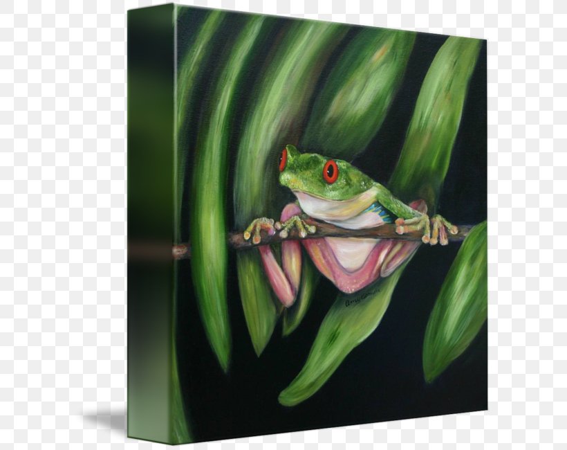 Red-eyed Tree Frog Rhacophorus Lateralis, PNG, 606x650px, Tree Frog, Amphibian, Anatomy, Art, Canvas Download Free