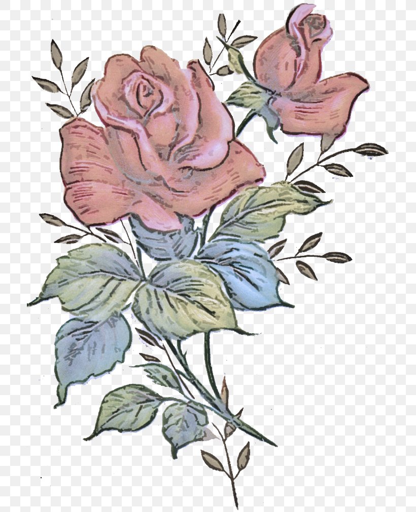 Rose, PNG, 716x1011px, Flower, Pedicel, Plant, Prickly Rose, Rose Download Free