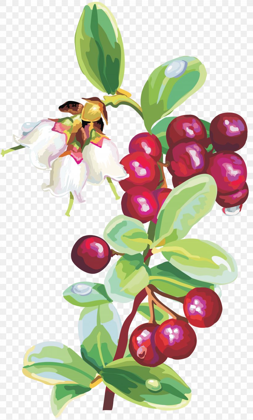 Cranberry Fruit, PNG, 4402x7309px, Berry, Auglis, Bilberry, Branch, Cherry Download Free