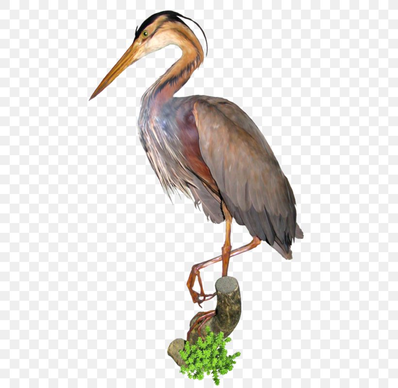 Crane Bird Great Egret Clip Art, PNG, 480x800px, Crane, Beak, Bird, Ciconia, Ciconiiformes Download Free