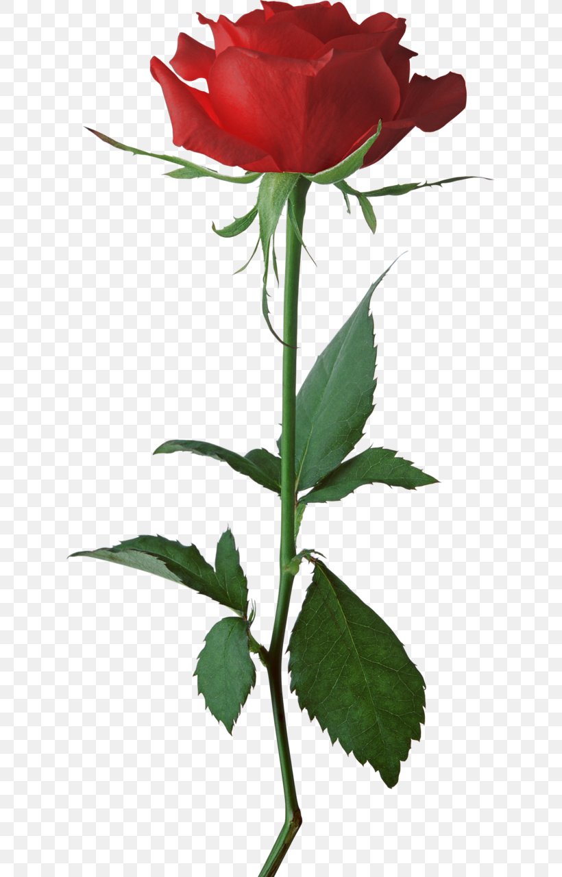 Rose White Clip Art, PNG, 625x1280px, Rose, Bud, Cut Flowers, Floribunda, Floristry Download Free